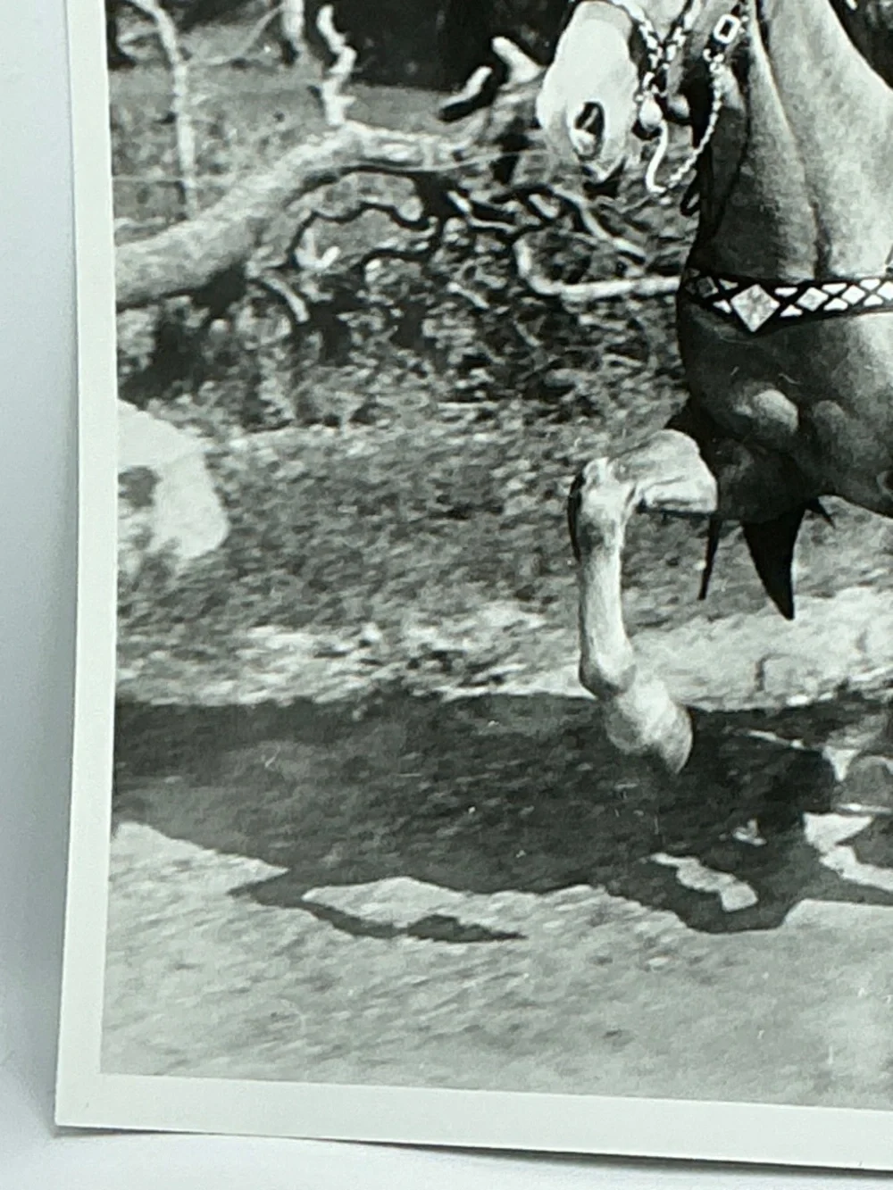 Roy Rogers & Trigger Glossy Photo Galloping Horse 8x10 Western Movie - Picture 5 of 6